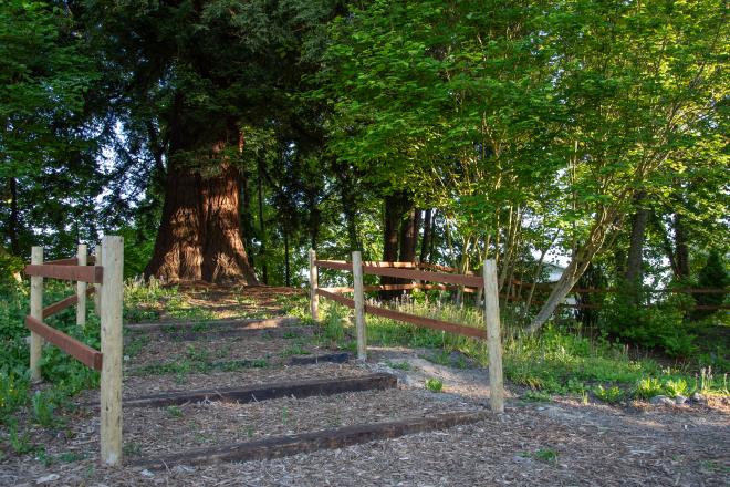 A mulch pathway that leads to a giant tree and is guided by wooden posts.