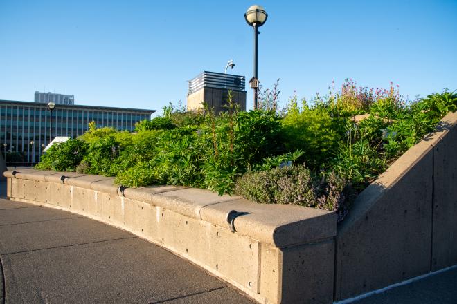 One of the Pollinator Garden's flower beds with the Highways and Licenses Building in the background.