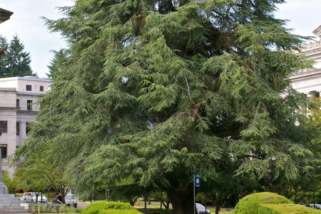 Atlas Cedar tree