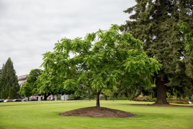 Bush Butternut tree