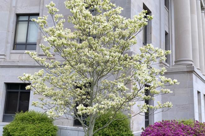 Cloud 9 Dogwood tree