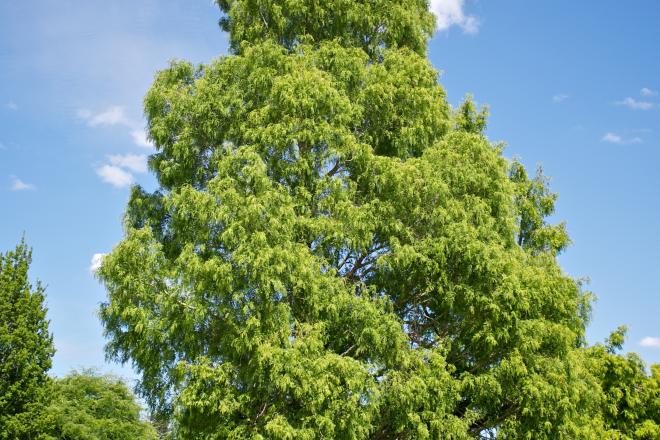 Dawn Redwood tree