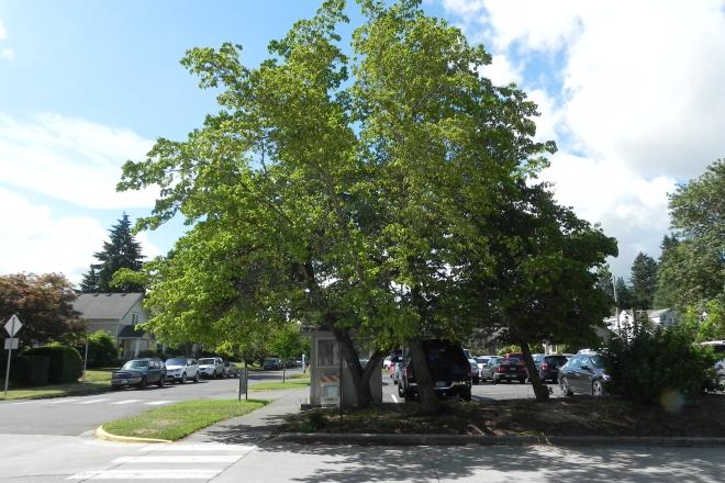 Eastern Flowering Dogwood tree