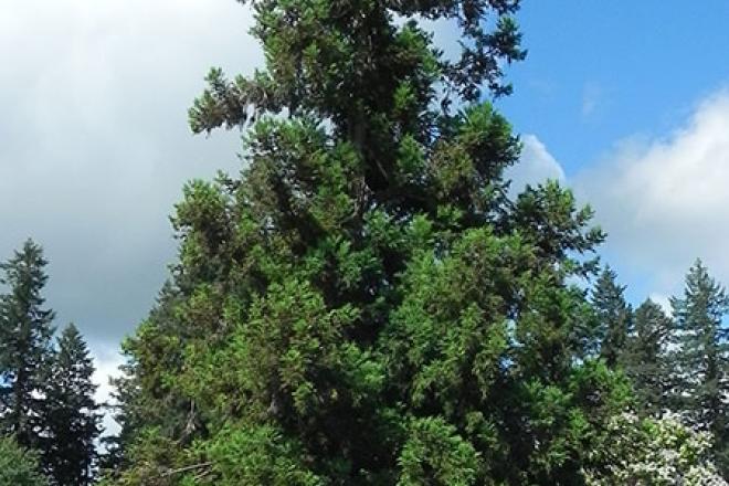 Japanese Cryptomeria tree