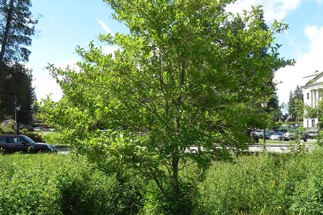 Japanese Snowbell tree