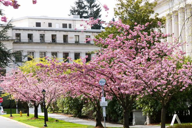 Kwanzan Flowering Cherry tree