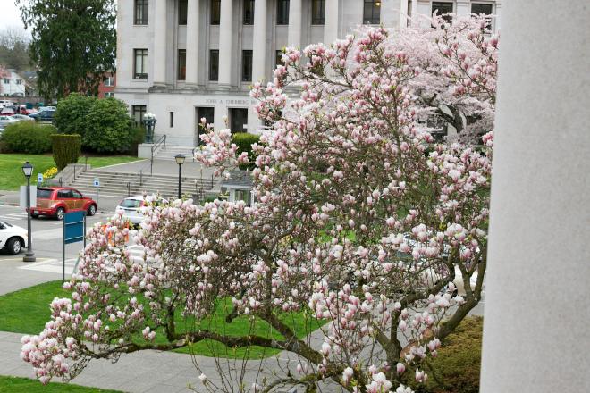 Saucer Magnolia tree