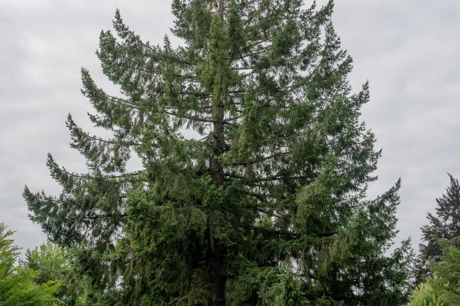 Washington Moon tree