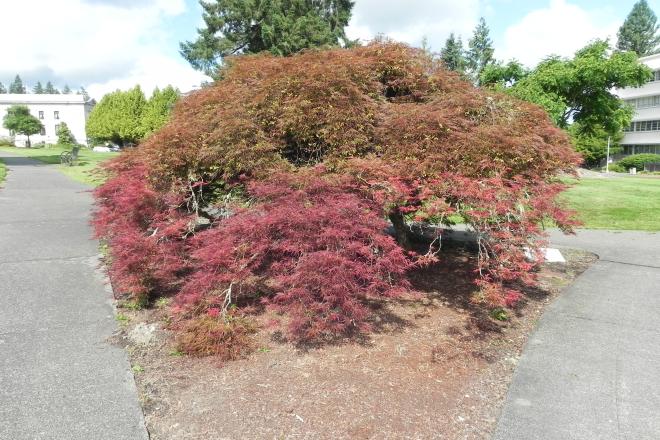 Weeping Cutleaf Redleaf Japanese Maple tree