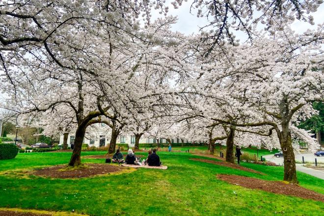 Yoshino Flowering Cherry tree