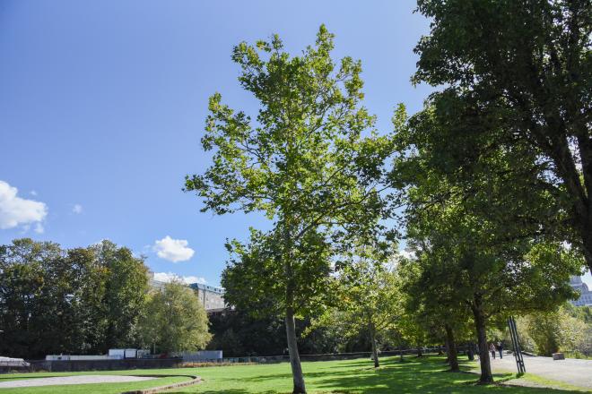 A tall London Plane tree, which has a slim trunk and skinny branches with light green leaves.