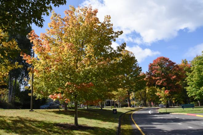 A tree with red, yellow, and green leaves in plot of grass on the side of a street.