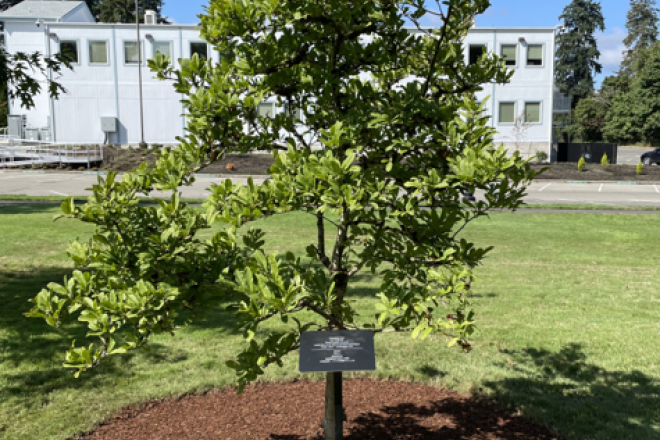 A small star magnolia tree with lots of light green leaves, planted in a circular bed of mulch with an interpretive sign in front of it. The Legislative Modular Building is in the background.