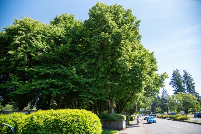 A group of littleleaf linden trees with grayish bark growing out of green, square-shaped bushes. Parts of the Capitol Court, Natural Resources Building, and Highways-Licenses Building are visible behind the trees.