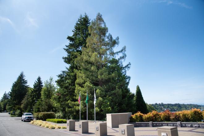 An outdoor scene with a large redwood tree standing tall amongst other evergreen trees and the Law Enforcement Memorial.