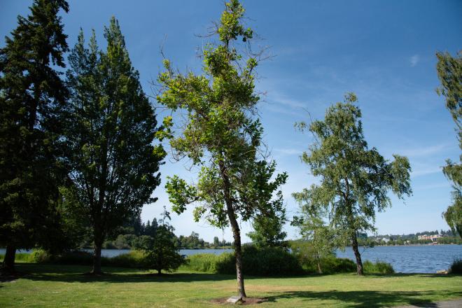 An outdoor scene with a swamp white oak tree in the center of a grassy area surrounded by other trees. Capitol Lake and part of downtown Olympia is visible in the background.